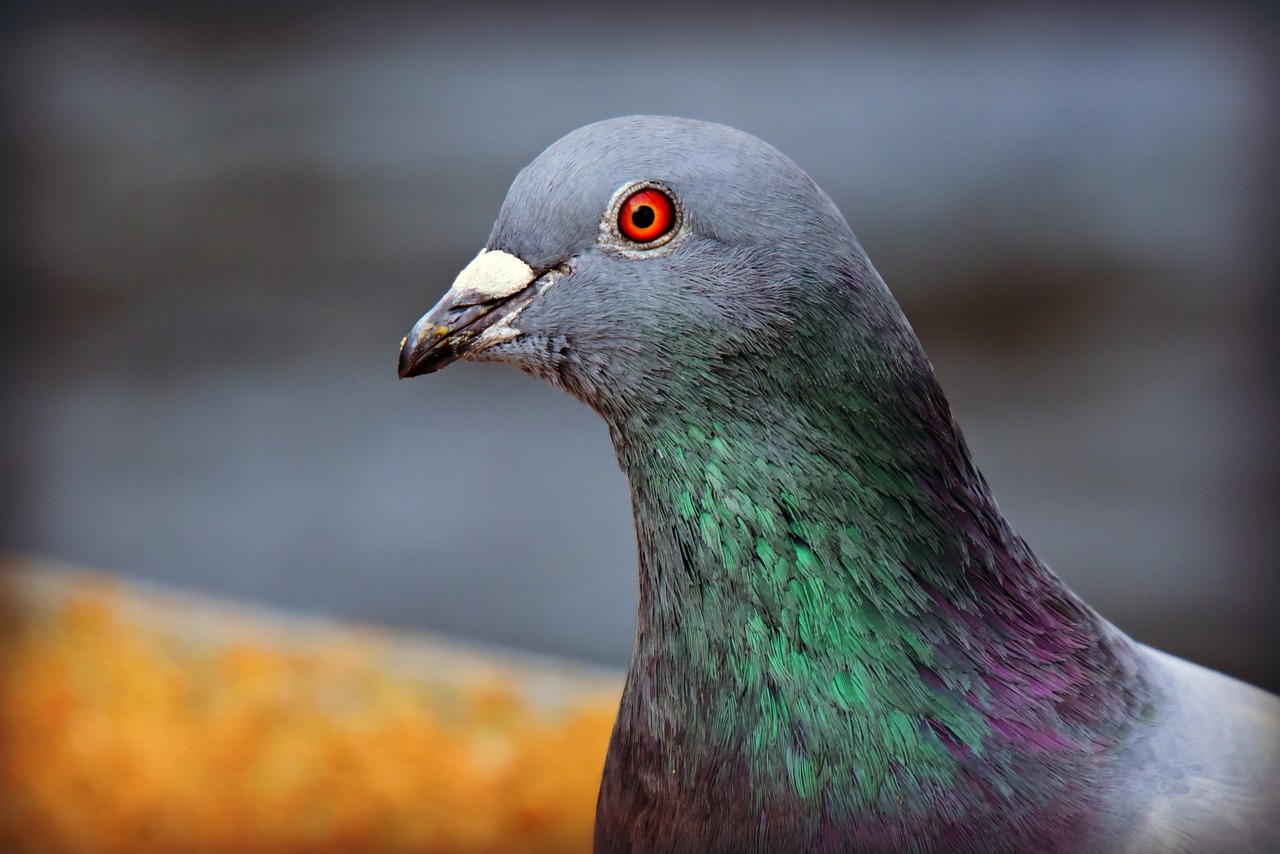 Pigeon, l'application Google pour faciliter la vie des usagers des transports en commun